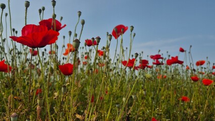 Obraz premium Vivid red poppy flower field in early summer, stretching across open meadows with bright sunlight and clear sky, captured with vibrant colors and strong seasonal atmosphere.