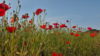 Vivid red poppy flower field in early summer, stretching across open meadows with bright sunlight and clear sky, captured with vibrant colors and strong seasonal atmosphere.