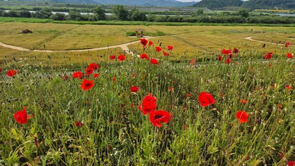 Vivid red poppy flower field in early summer, stretching across open meadows with bright sunlight and clear sky, captured with vibrant colors and strong seasonal atmosphere.