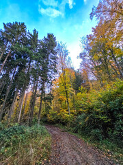 Forest Road Beneath the Autumn Sky