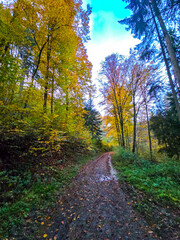 Forest Road Beneath the Autumn Sky