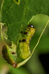 Field fly larva eating green leaf