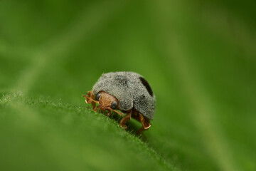 Gray lady beetle perched on leaf