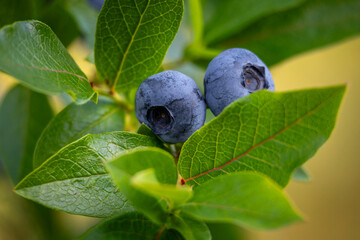 A beautiful ripe blueberries growing in a biological farm during summer. Healthy, natural food. A seasonal scenery of rural Latvia, Europe.