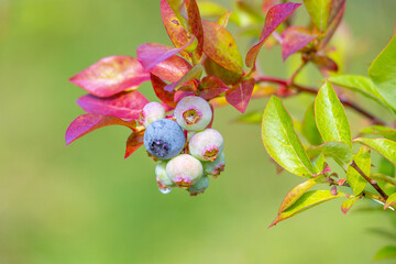 A beautiful sunny close-up of ripe blueberries growing in the bush with red leaves. A seasonal summer scenery in rural biological farm in Latvia, Europe.