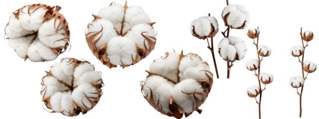 Cotton Plants with White Bolls on White Background – Nature and Textile Concept