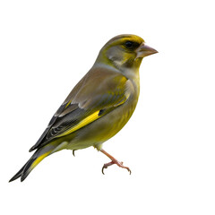 European greenfinch perched against a dark background in natural light