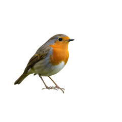 European robin perched on a branch against a black background close up
