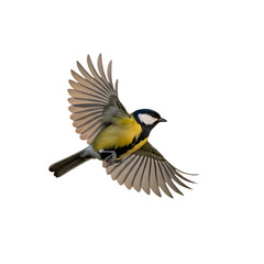 Great tit bird in flight against a black background with wings extended