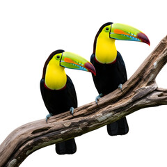 Two keel billed toucans perched on a branch against a black background