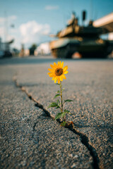 Single Yellow Sunflower Growing from Asphalt Crack with Blurred Military Tank in Background