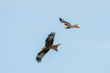 osprey in flight