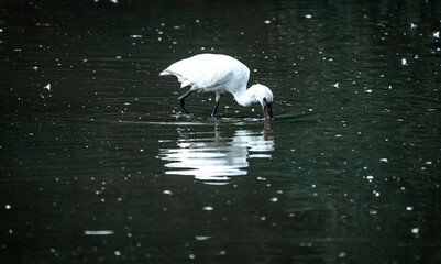 great white heron