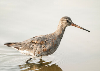 black headed gull