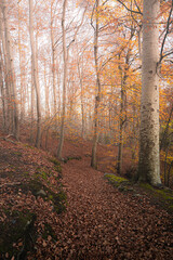 autumn in the forest
