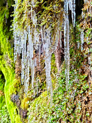 Obraz premium Icicles forming on a moss-covered rock wall in a serene forest during late winter