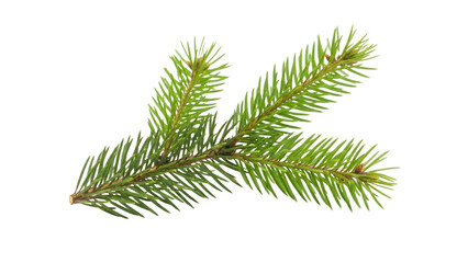 Close up of a green pine branch against a black background