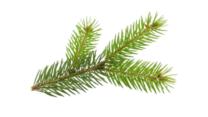 Close up of a green pine branch against a black background