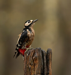 great spotted woodpecker
