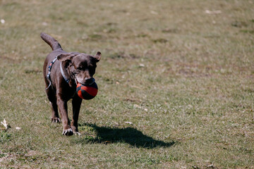 happy chocolate Labrador retriever dog runs on a green lawn in park. pet frolics and plays a ball. walking and dog training.