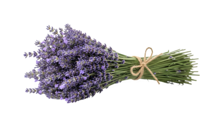 Freshly harvested lavender bundle tied with twine on black background