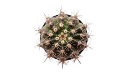 Close up top view of a spiky cactus against a black background