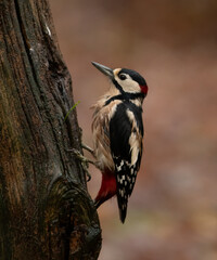 Great Spotted Woodpecker