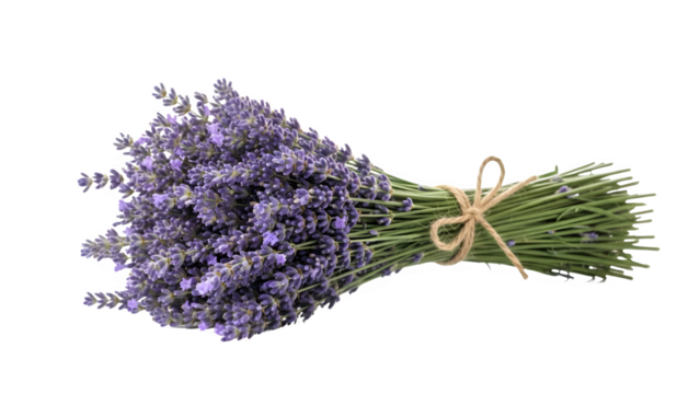Freshly harvested lavender bundle tied with twine on black background