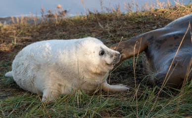 Grey Seal Pup