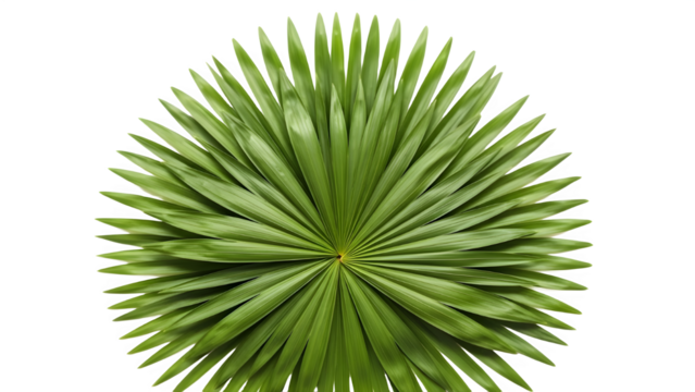 Symmetrical green palm leaf against a stark black background