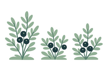 Three stylized blueberry bushes with dark berries and green leaves on white background