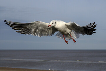 Black headed Gull in flight