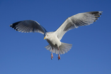 Herring Gull in flight
