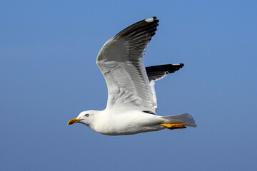 Lesser Black backed Gull in flight