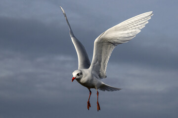 Mediterranean Gull in flight