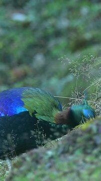 Himalayan monal