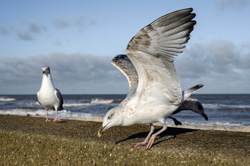 Herring Gull, Larus argentatus, juvenile bird landing on the seawall