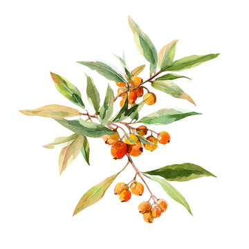Oleaster, watercolor vector, isolated on a white background.