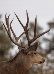 Buck Mule Deer During the Rut in Autumn in Colorado