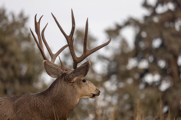 Buck Mule Deer During the Rut in Autumn in Colorado