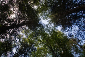 View of the sky through the green canopy of a forest in summer