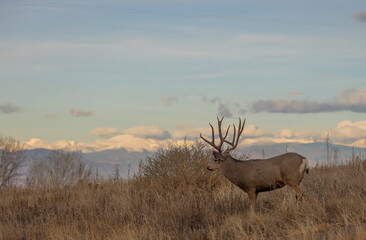Buck Mule Deer During the Rut in Autumn in Colorado