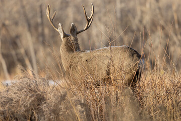 Buck Mule Deer During the Rut in Autumn in Colorado