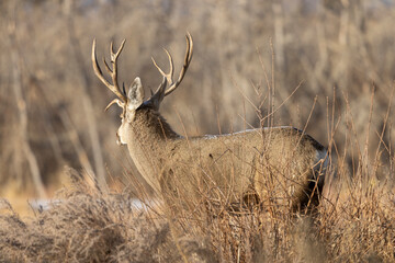 Buck Mule Deer During the Rut in Autumn in Colorado