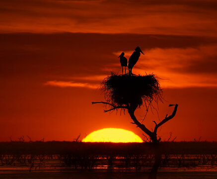Javiru adulto y cria en nido al atardecer.
