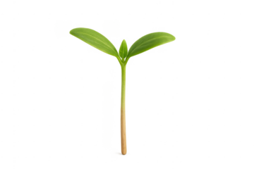 Green seedling sprout growing new life transparent background