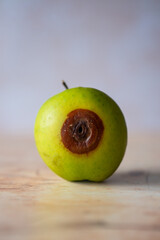 Fototapeta premium Organic green apple with a borehole (tunnel) and concentric brown circles, Codling Moth infestation