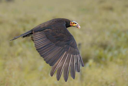 jote cabeza amarilla, ave carro&ntilde;era volando