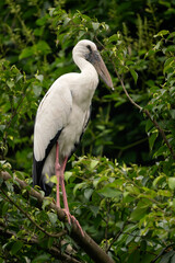 Asian Openbill  Stork - Anastomus oscitans, beautiful large bird native to Asian fresh waters and swamps, Vietnam.
