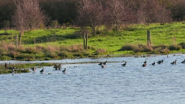 Flock of Lapwing in a Lake